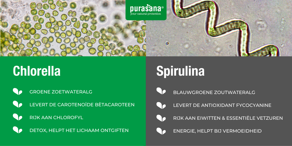 het verschil tussen spirulina en chlorella