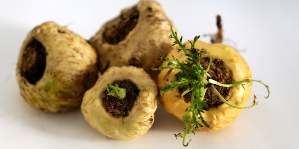 beste maca voordelen
